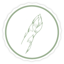 Illustration Spargel